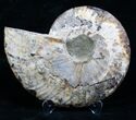 Beautiful Split Ammonite (Half) #5501-1